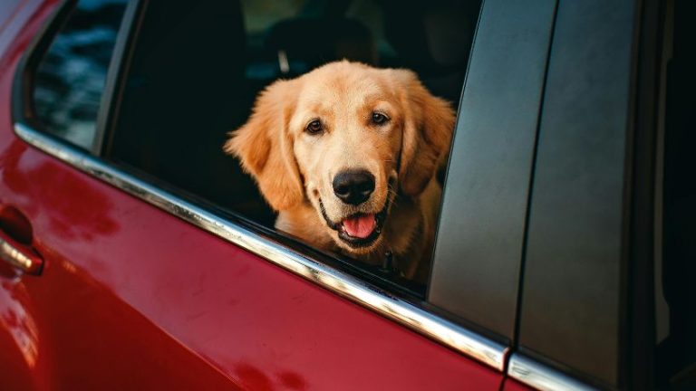 Citroën aposta em tecnologia para reduzir o estresse de pets em viagens de carro Citroën aposta em tecnologia para reduzir o estresse de pets em viagens de carro